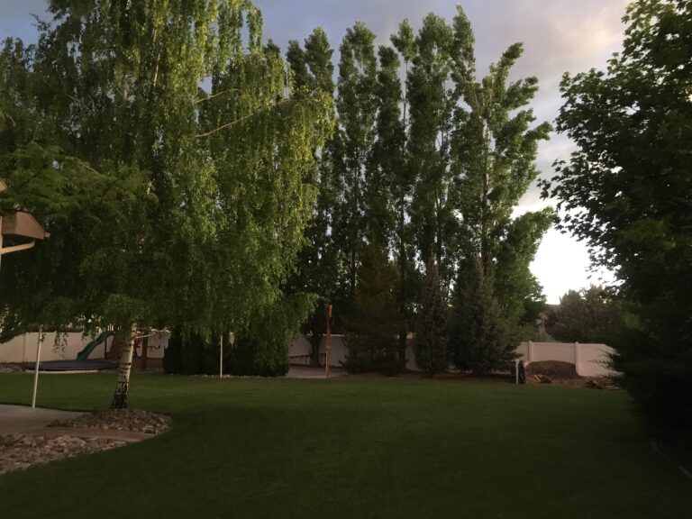 Outdoor event setup with lush green trees and open space for gatherings.